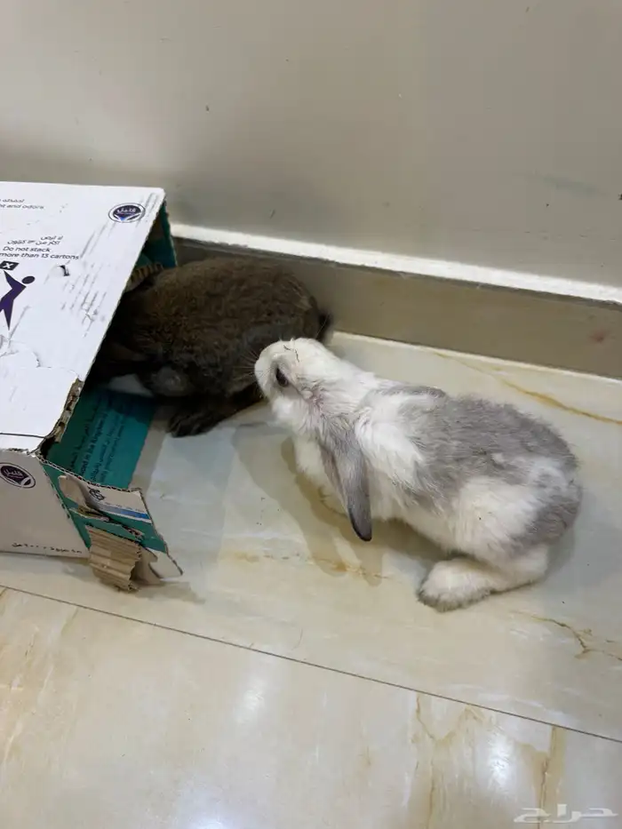 أرانب حبتين زوج 2