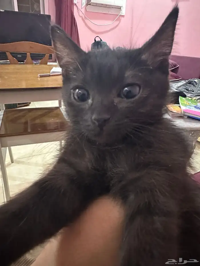 قطط للتبني مجانا 3