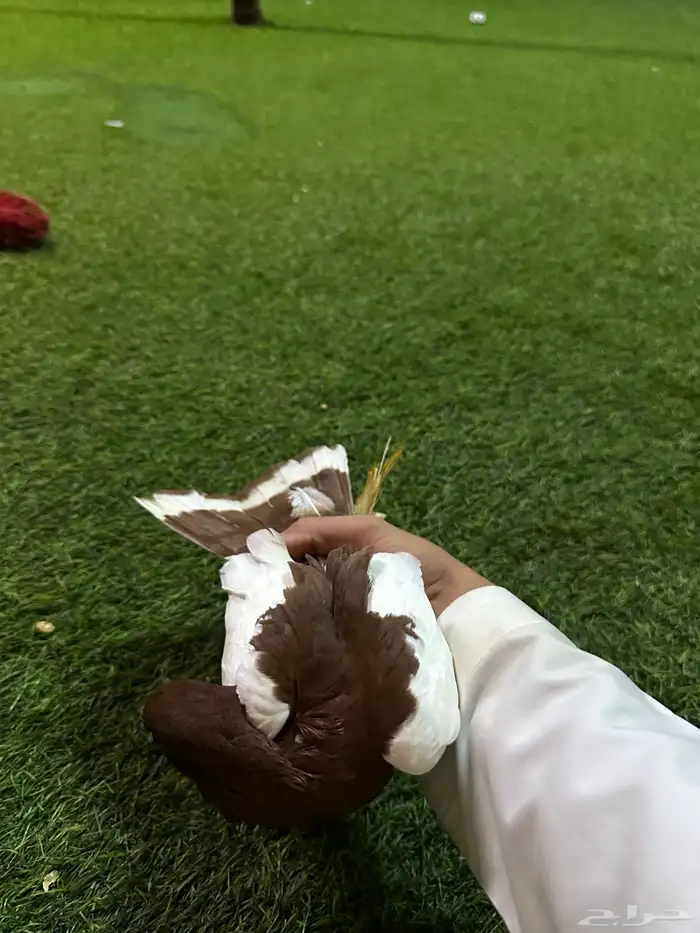 حمام زينه منتج نفاخ 16