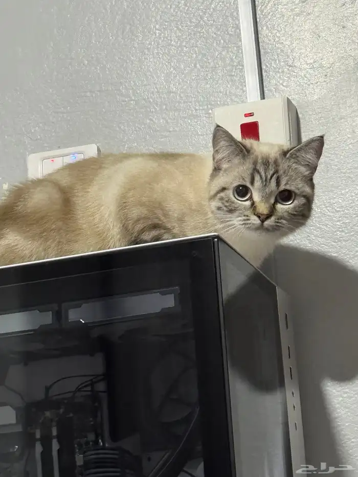 قطة للتزاوج 0