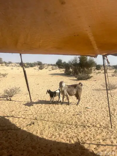 عنز خلفه متاوم للبيع index