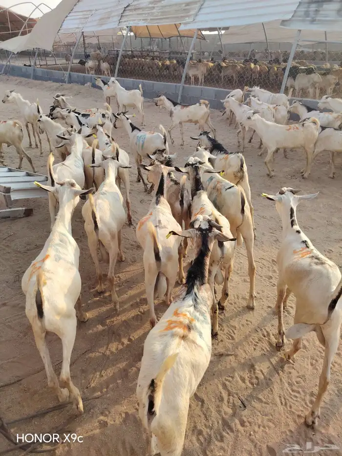 بربري وتيوس مستورده للجمله فقط من جده 5