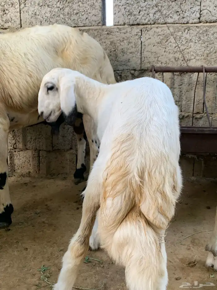 نعجه يتبعها رخله 0