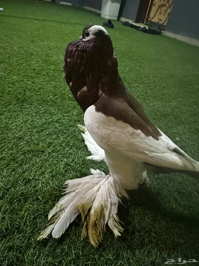 حمام زينه منتج نفاخ 23