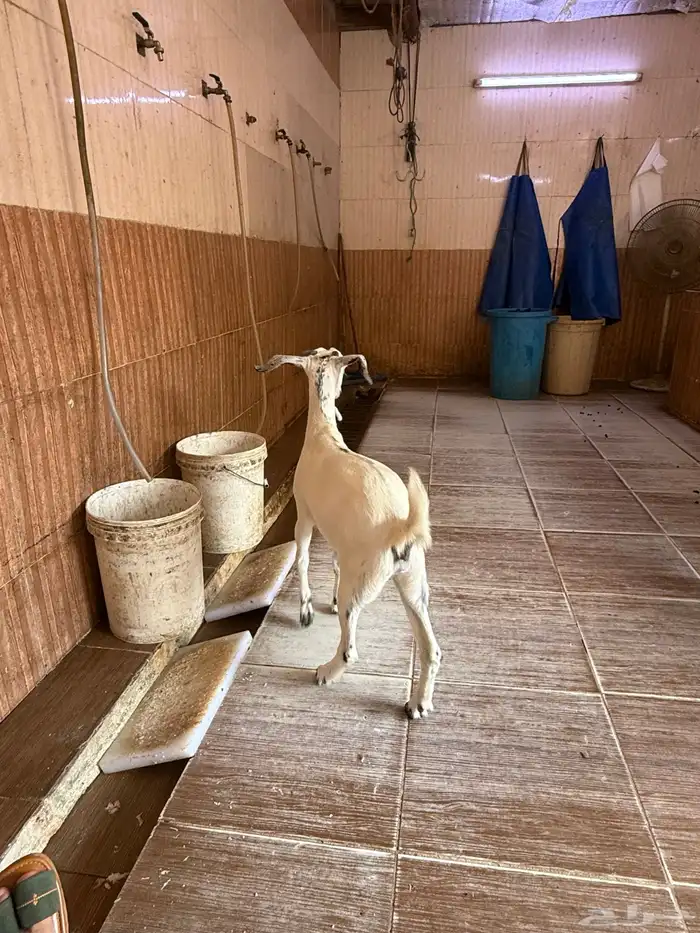 ذبائح بلدي للمناسبات والافراح تربية مو حلال والدي نظيفة 2