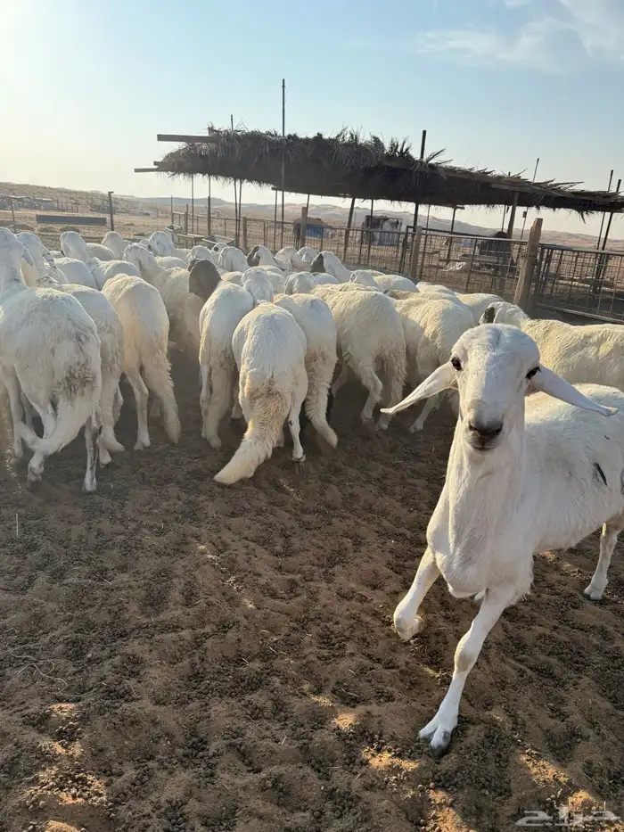 سواكن ذبايح مرابي 2