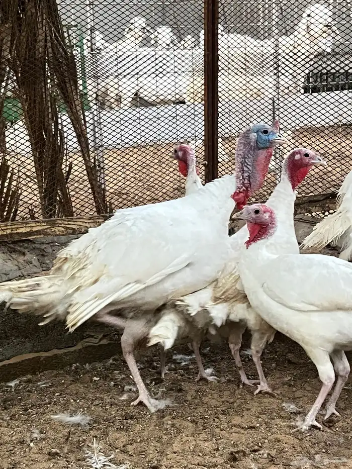 طقم رومي ابيض 1