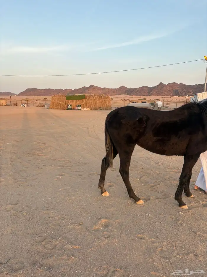 نجران الحصينيه سائلة غزال 1