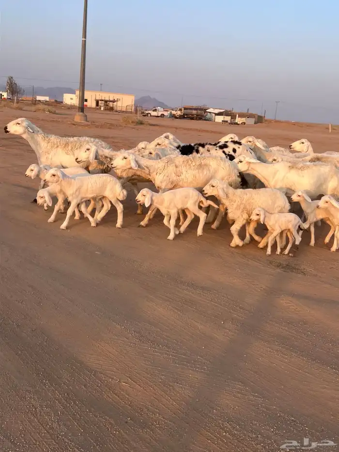 مراح حريات مواليد ولد 6