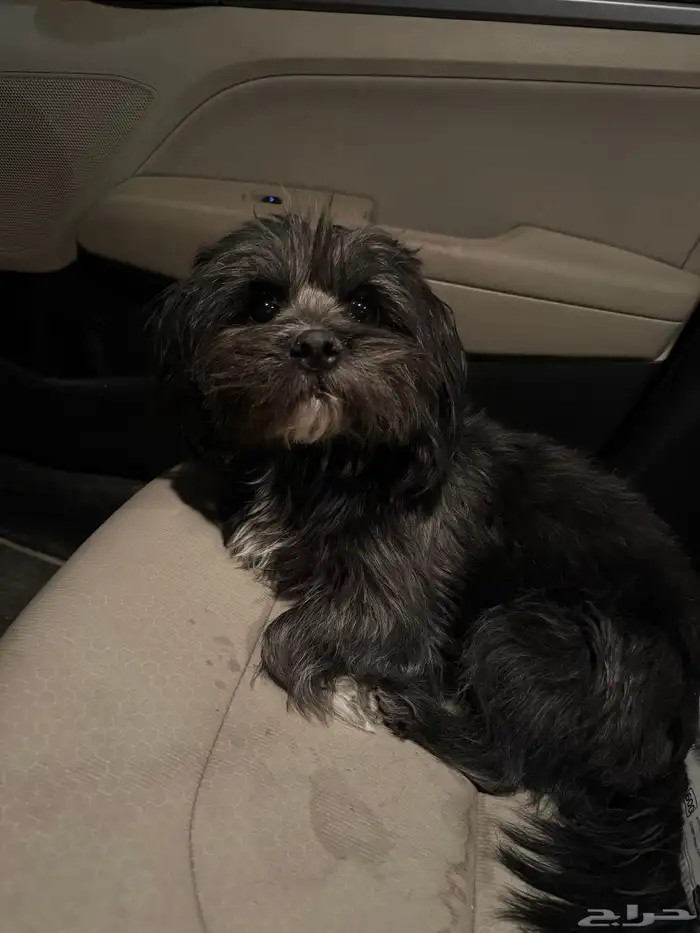 كلب ضايع بحي الملك سلمان (الواحة) 0