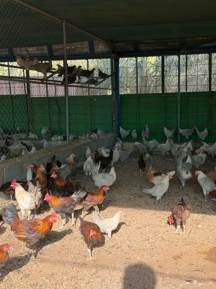 ديكة للبيع عمر 4-5 شهور العدد 400 ( فيومي وبلدي ) 3