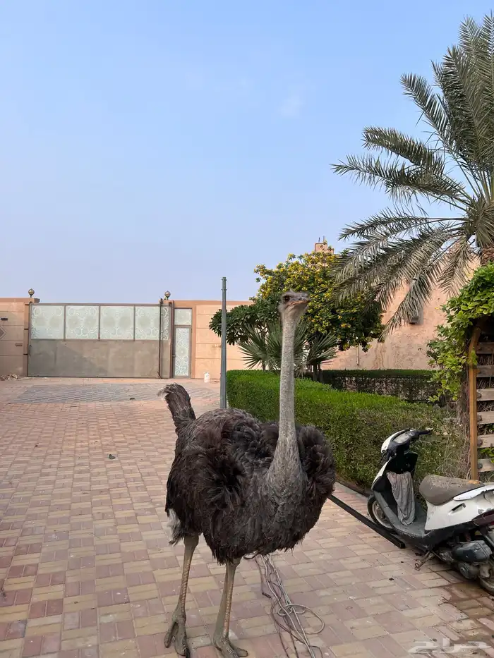 لحم نعام سنه ونصف العمر 6