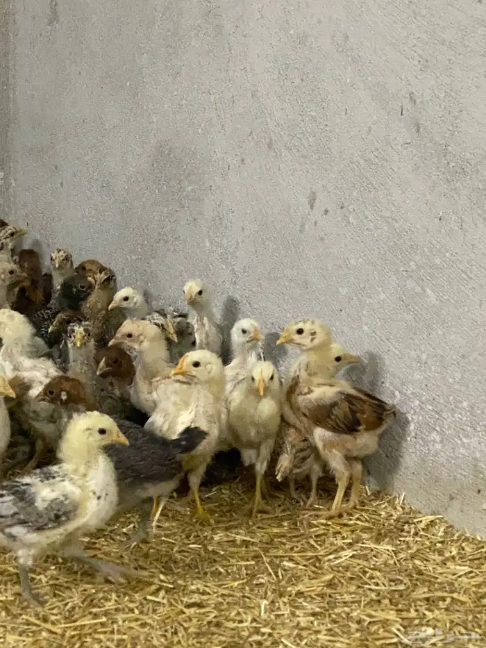 صيصان بلدي وفرنسي للبيع 6