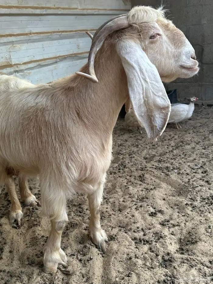 معزا عارضية فاخرة 0