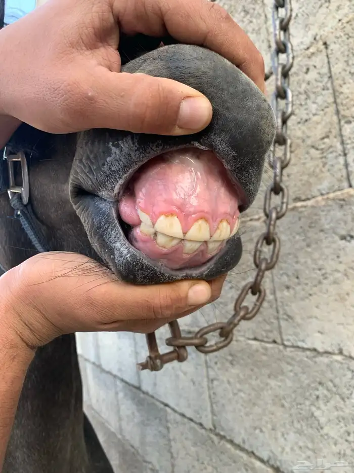 مهره للبيع 3