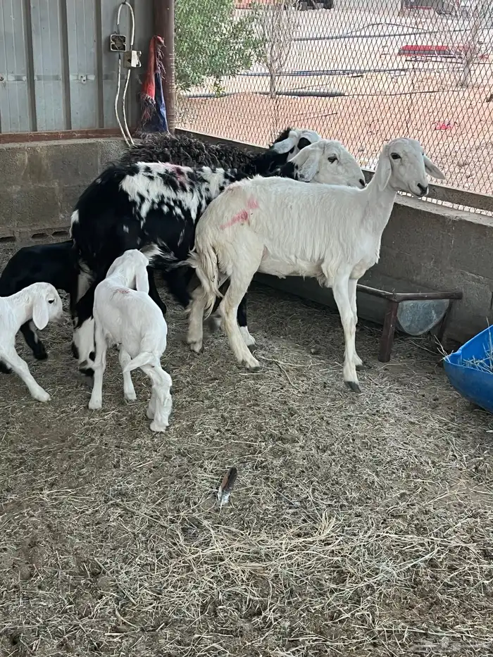 حريات وليد 1