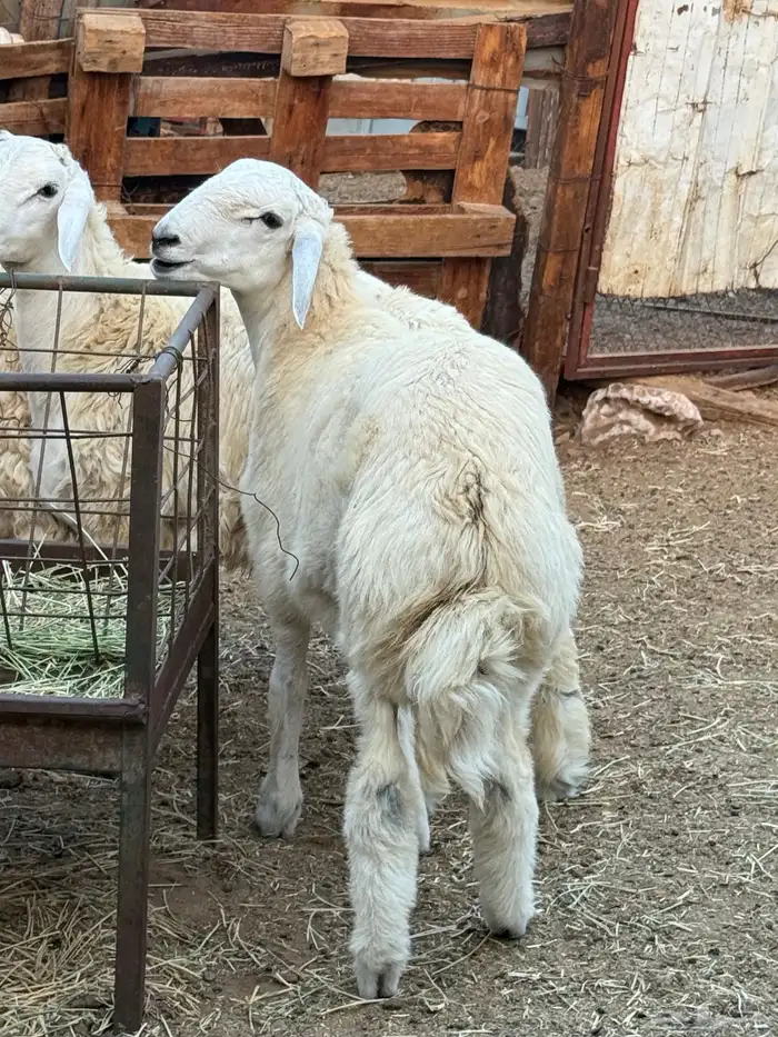 ذبائح بلدي للمناسبات والافراح تربية مو حلال والدي نظيفة 3