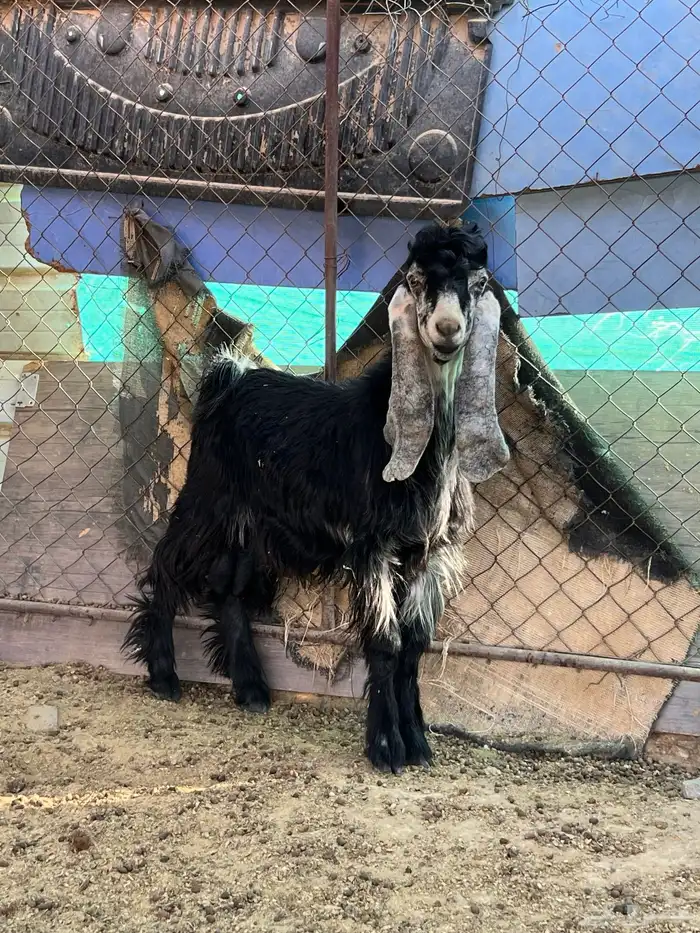 تيس فحل صنف تو ماهد ف الحلال عمره 7 شهور 4