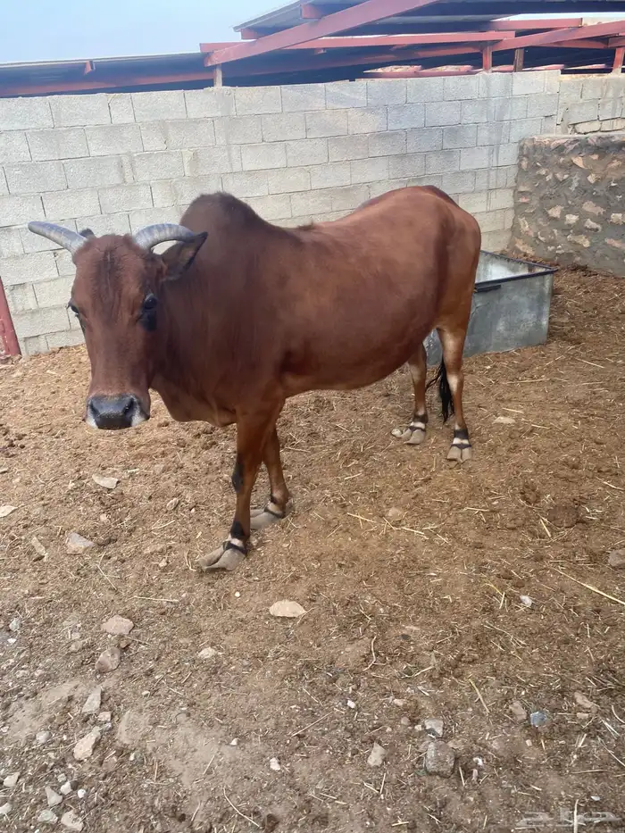 بقره للبيع 5