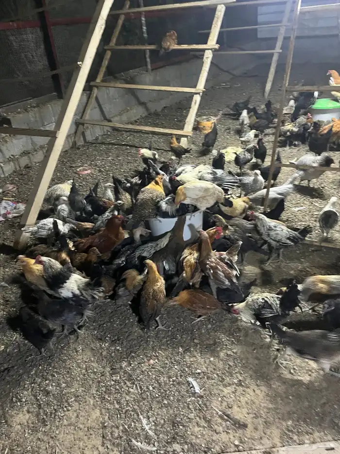 دومه الجندل 3