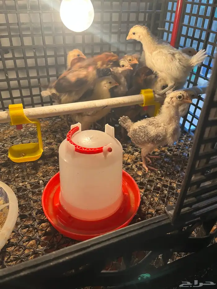 صوص فيومي وبلدي عمر اسبوعين 4