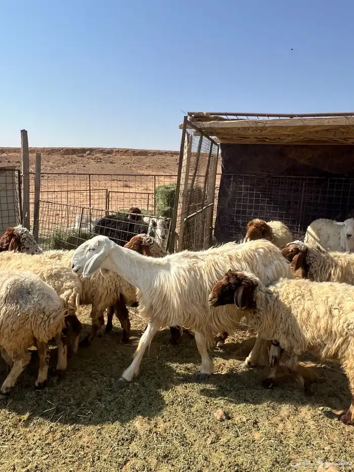 غنم نعيم مضاريع 11