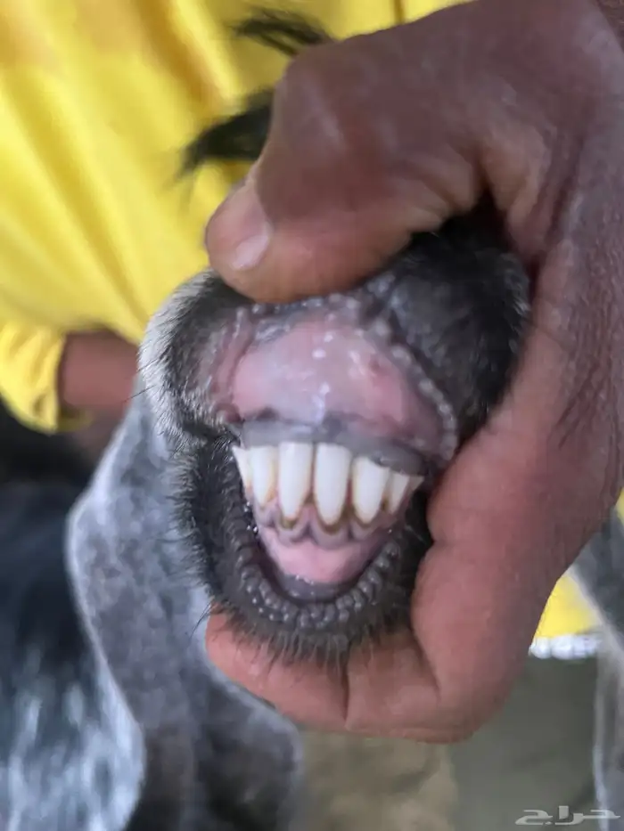 معزا صنف طيبه وجروم طيبه 13