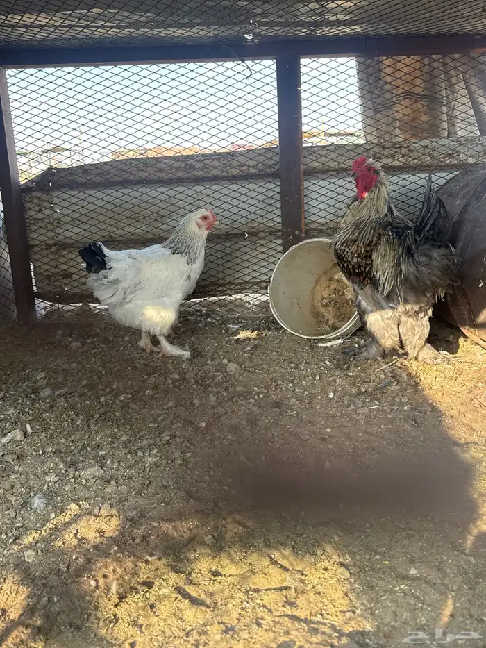 دجاج براهما 2 ديك 1دجاجه الصحه شرط 0