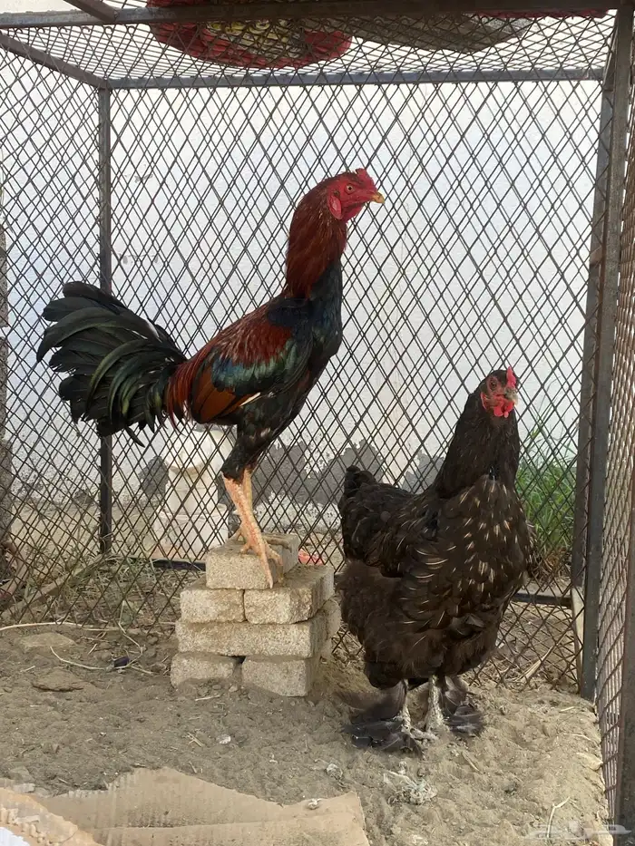 ديك باكستاني ودجاجه براهما 0