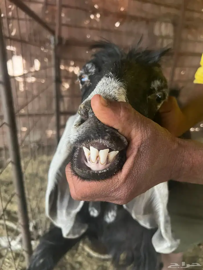 معزا صنف طيبه وجروم طيبه 6