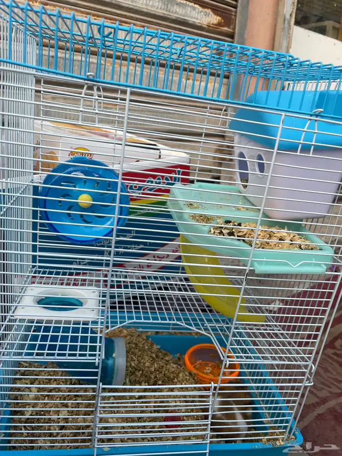 هامستر للبيع مع القفص 2