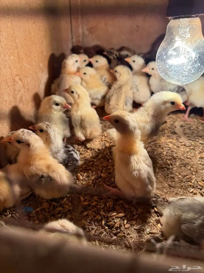 صيصان دجاج بلدي 0