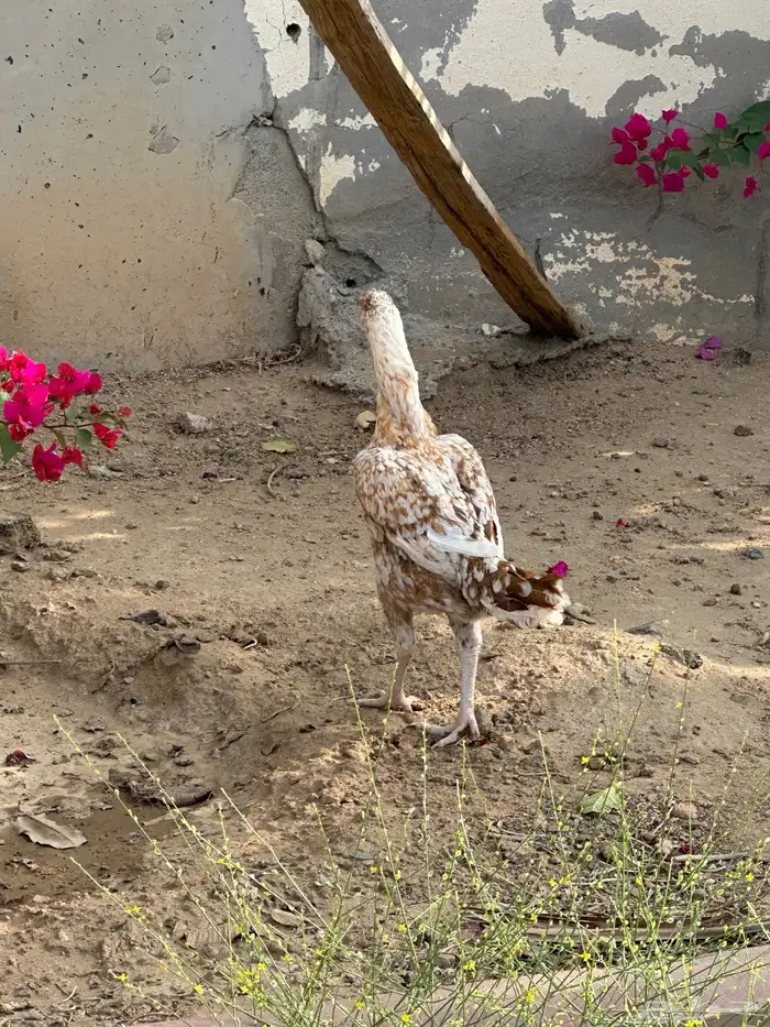 دجاجه سنديه منتجه 2