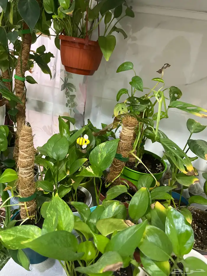 زرع داخلي مختلف الانواع وسعروا طيب جدا 4