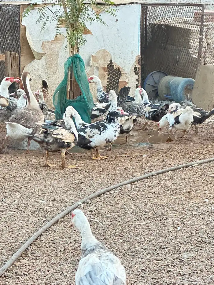 بط مصري بشاير 3