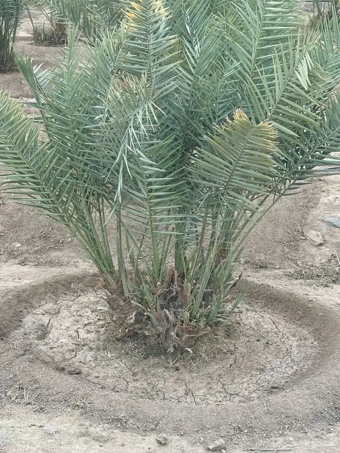 نخل مثمر نوايع 6