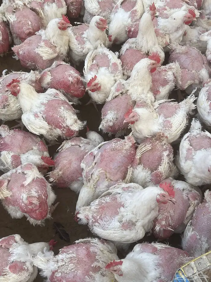 دجاج ابيض 4كيلو على 35 2