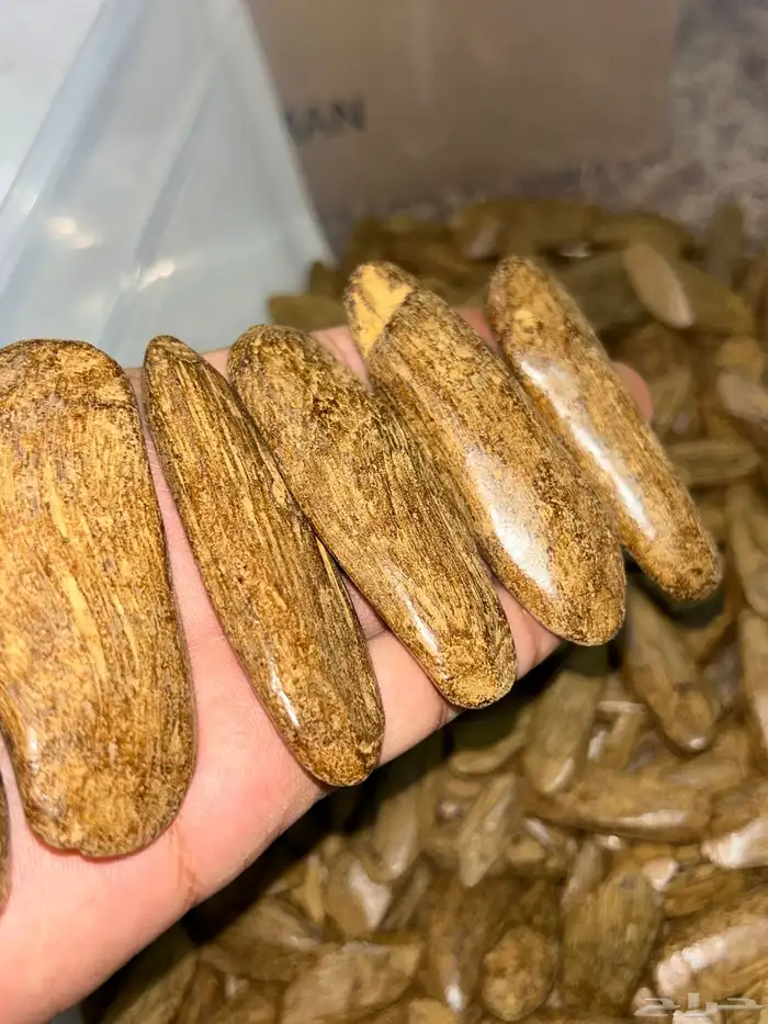 تصفية بضاعة محل عود كامله 20