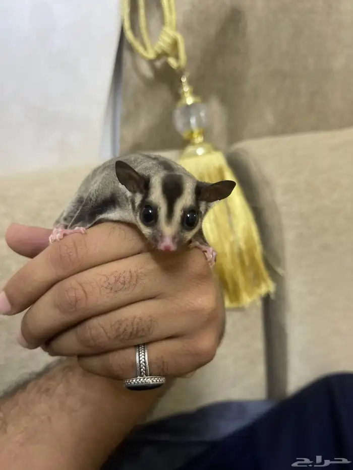 السنجاب الطائر سنجاب الشوقر قلايدر 0