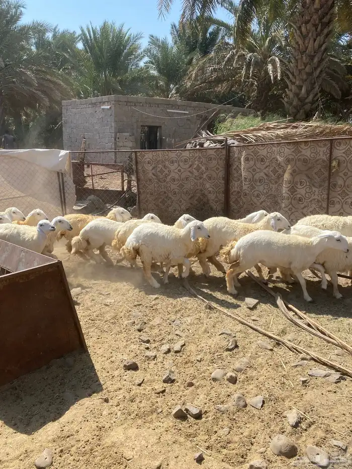 رخال مضاريع 1