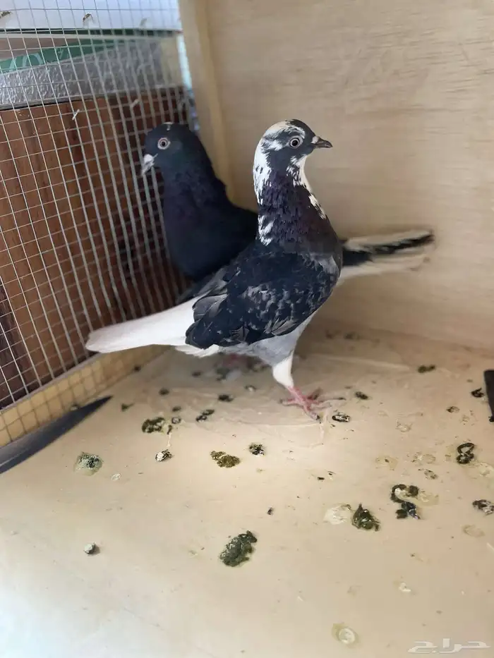 للبيع حمام قطايف و محاكر 4