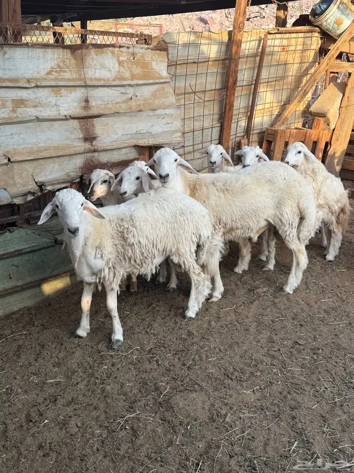 ذبائح بلدي للمناسبات والافراح تربية مو حلال والدي نظيفة 9