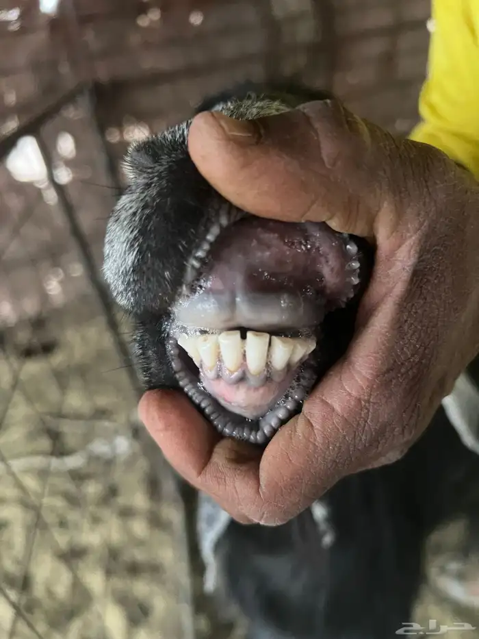 معزا صنف طيبه وجروم طيبه 16