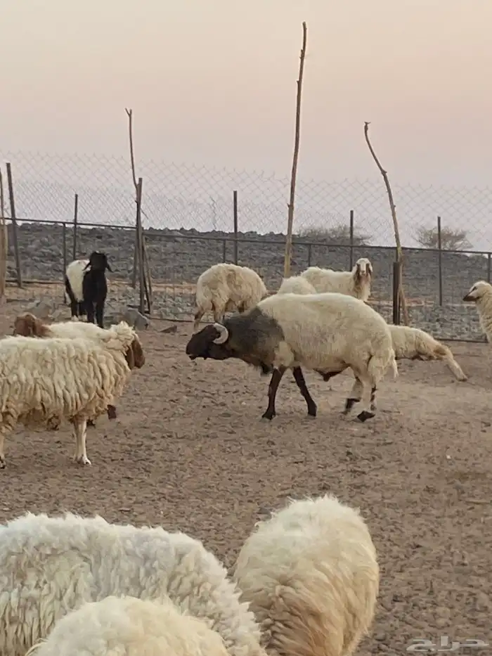 فحل نعيمي جبر و ناهي 0