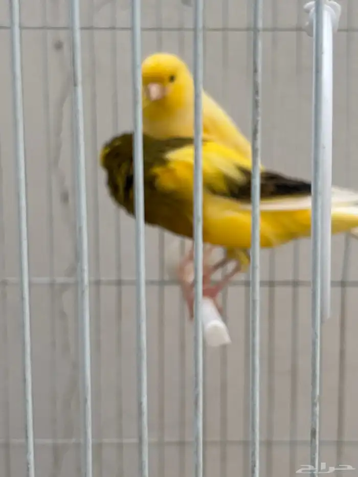 كناري جامبو 0