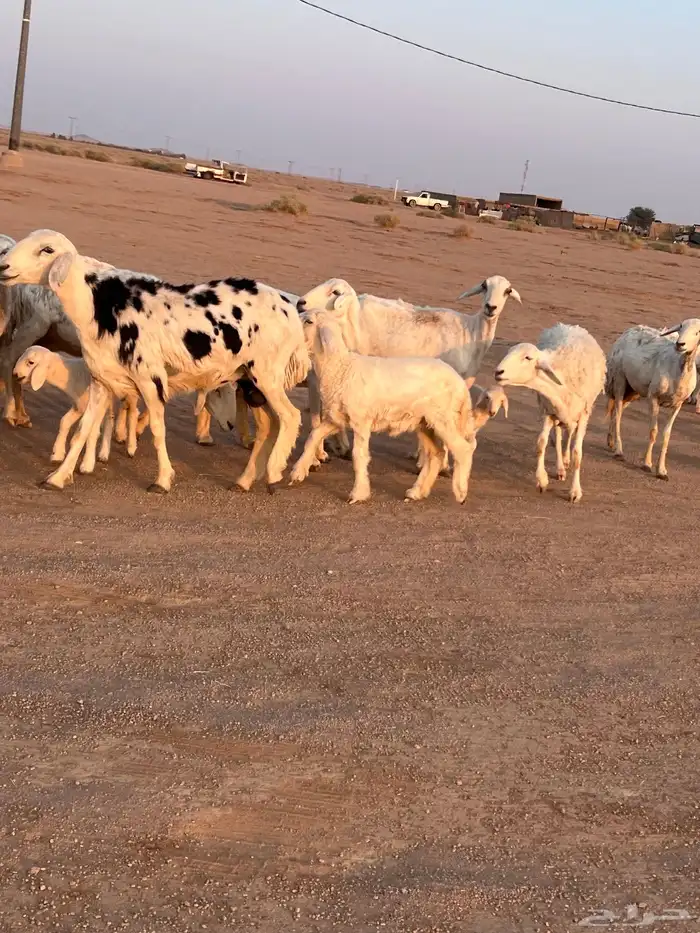 مراح حريات مواليد ولد 9