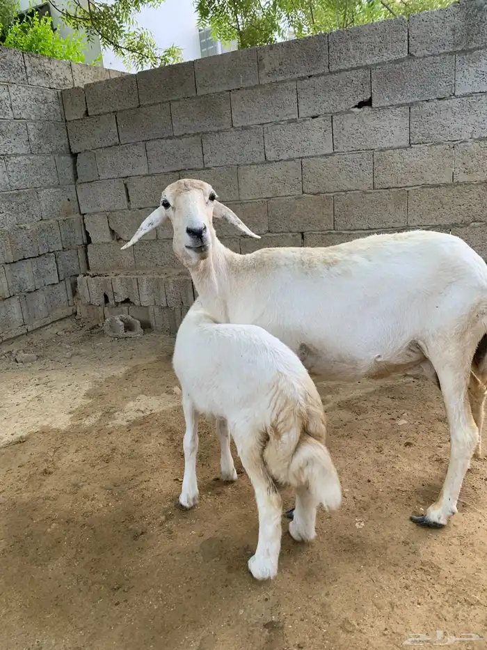 نعجه يتبعها رخله 2