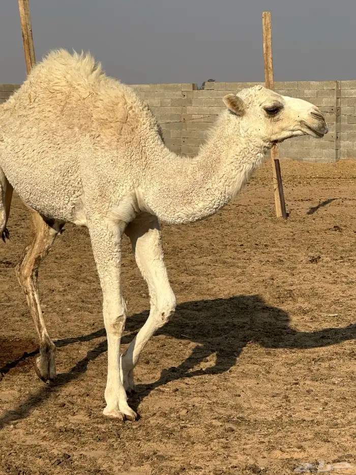 بكره للبيع مغلقة شحم 0