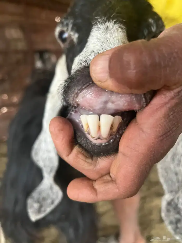 معزا صنف طيبه وجروم طيبه 7