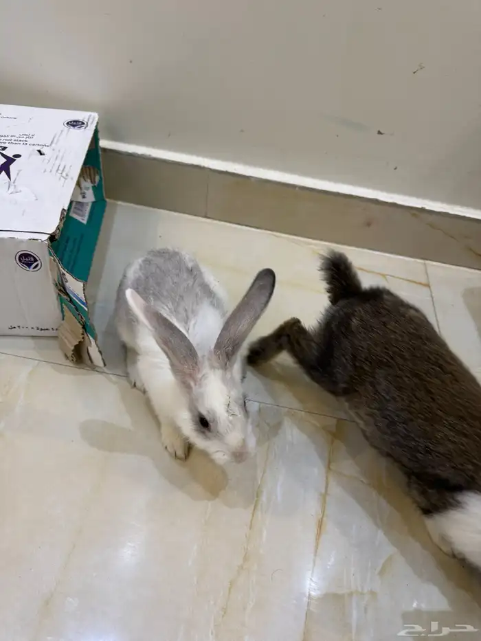 أرانب حبتين زوج 1